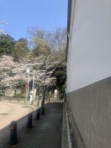 長禅寺山門下桜と蔵